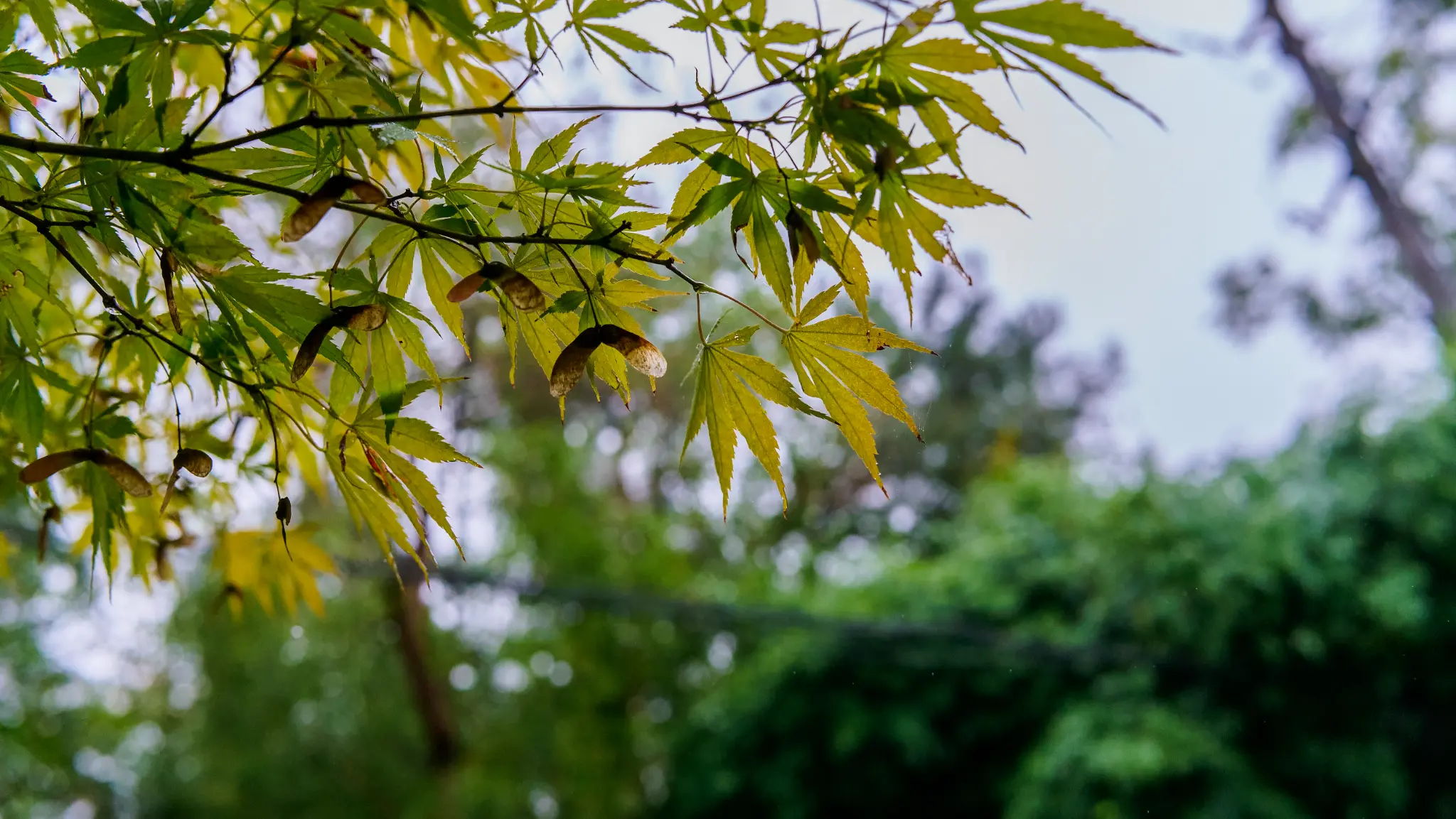阴雨天，思锐35MM F1.4拍看看
